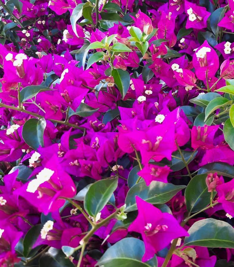 Agroturismo Fiori Del Conero